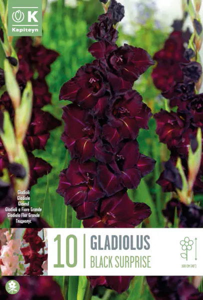Hovedbilde Gladiol 'Black Surprise' - Gladiolus, 10 stk.