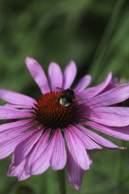 Hovedbilde Purpursolhatt ’Magnus’ - Echinacea purpurea 