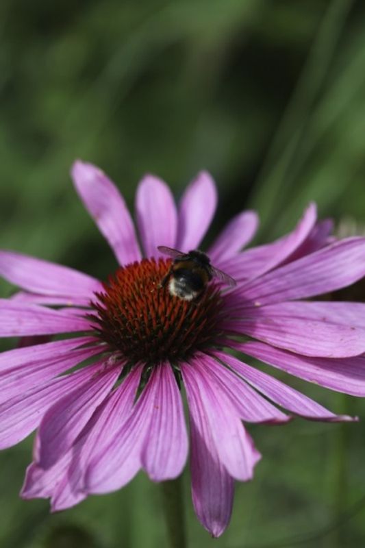 Purpursolhatt ’Magnus’ - Echinacea purpurea 