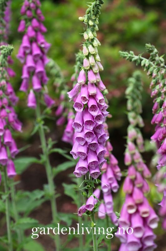 Revebjelle - Digitalis purpurea