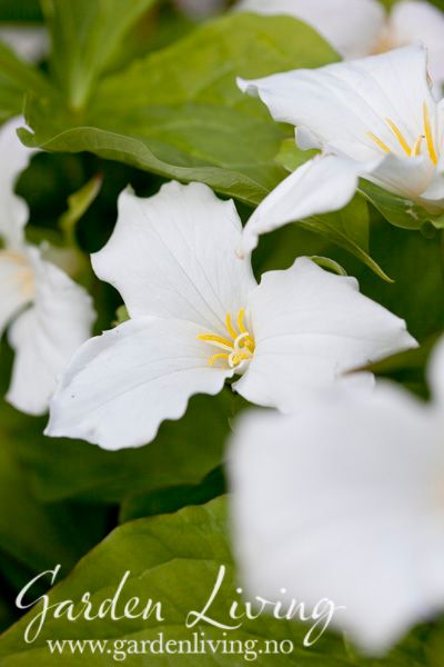 Hovedbilde Trillium grandiflorum - stortreblad 