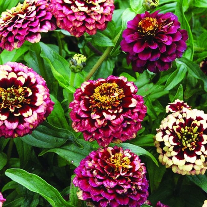Hovedbilde Sinnia 'Aztec Burgundy Bicolour' - Zinnia elegans