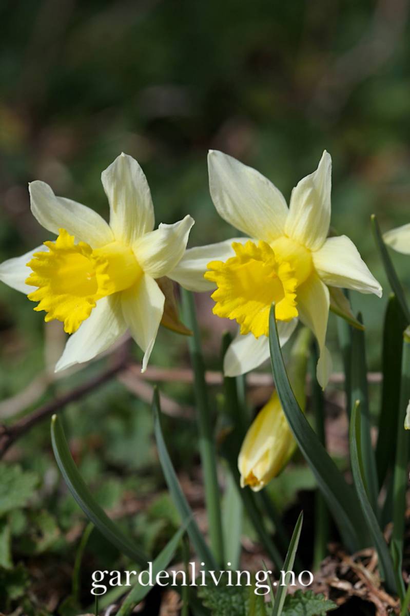 Narcissus pseudonarsissus 'Lobularis’ - 5 stk