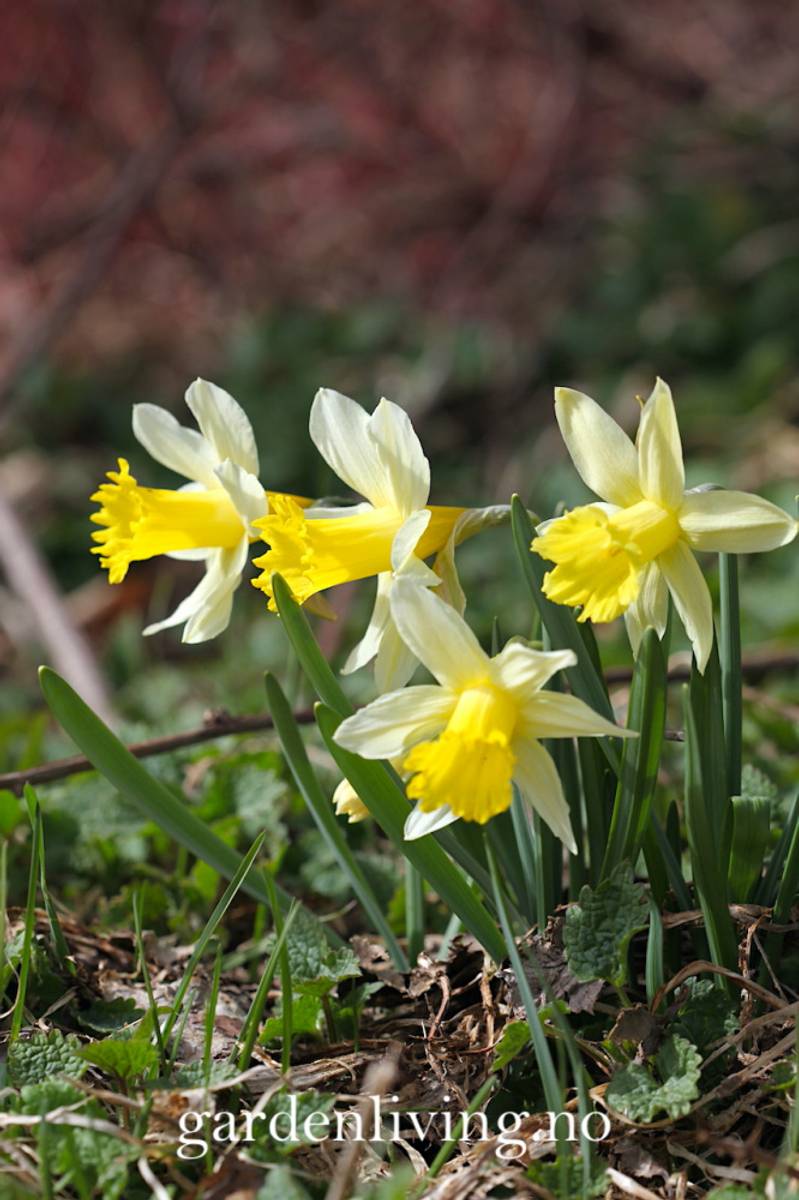 Narcissus pseudonarsissus 'Lobularis’ - 5 stk