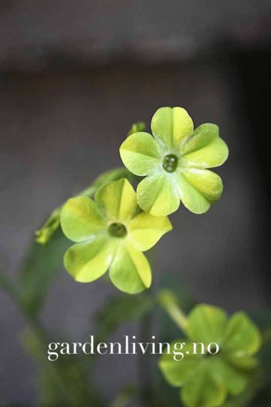 Prydtobakk 'Lime Green' - Nicotiana x sanderae