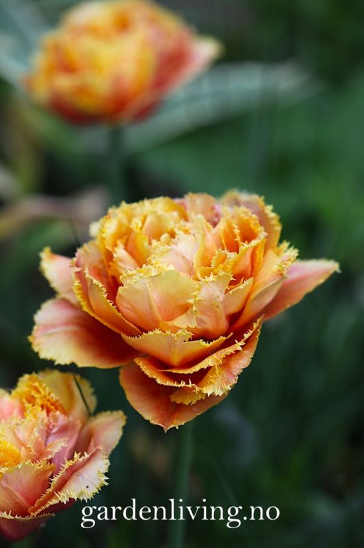 Tulipan 'Brisbane', Frynsetulipan - 8 stk