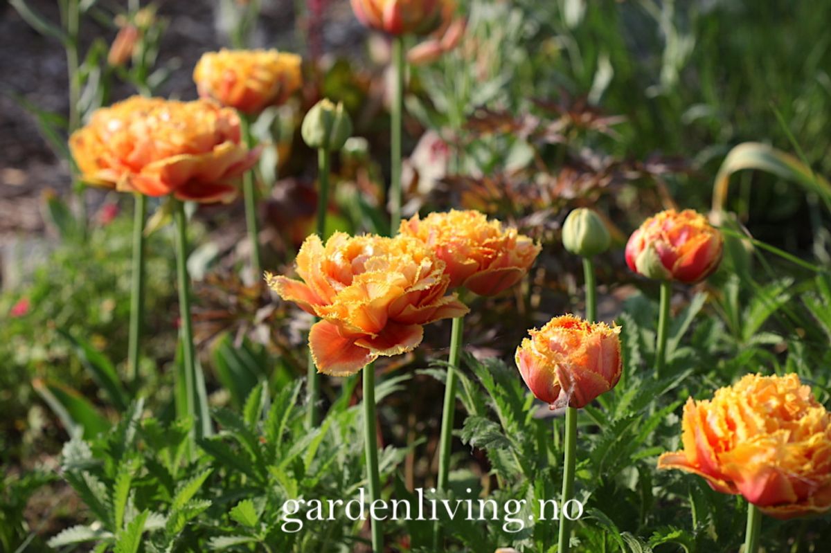 Tulipan 'Brisbane', Frynsetulipan - 5 stk