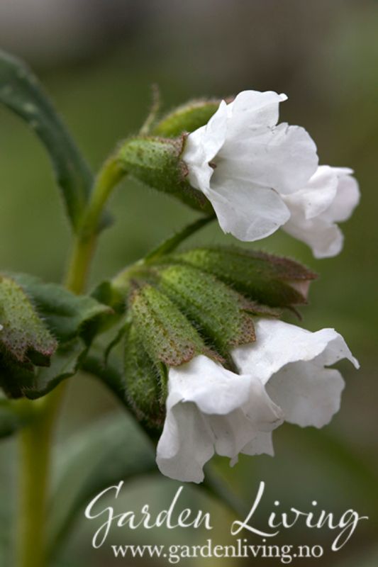 Lungeurt 'Sissinghurst White' - Pulmonaria