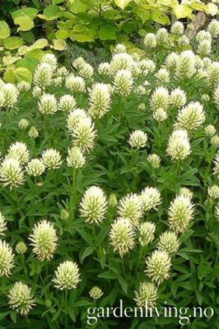 Hovedbilde Trifolium ochroleucum