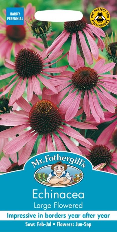 Purpursolhatt 'Large Flowered’ - Echinacea purpurea 