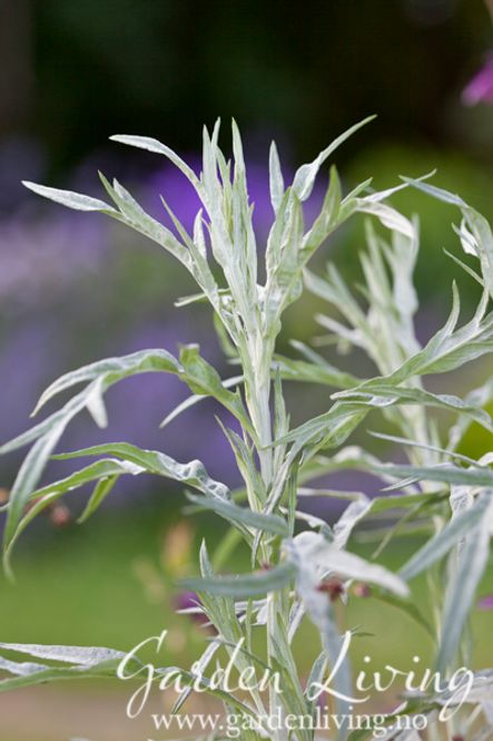 Hovedbilde Perlemalurt 'Silver Queen' - Artemisia ludoviciana