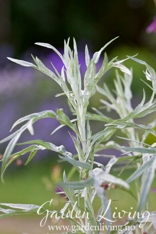 Perlemalurt 'Silver Queen' - Artemisia ludoviciana