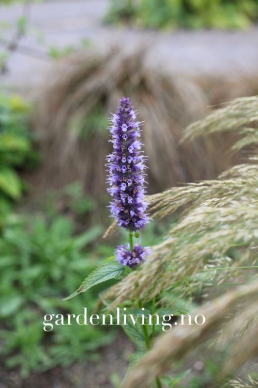 Anisisop 'Blue and White Mixed' - Agastache foeniculum