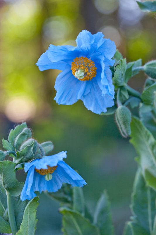 Blå valmuesøster - Meconopsis baileyi syn. Meconopsis betonicif