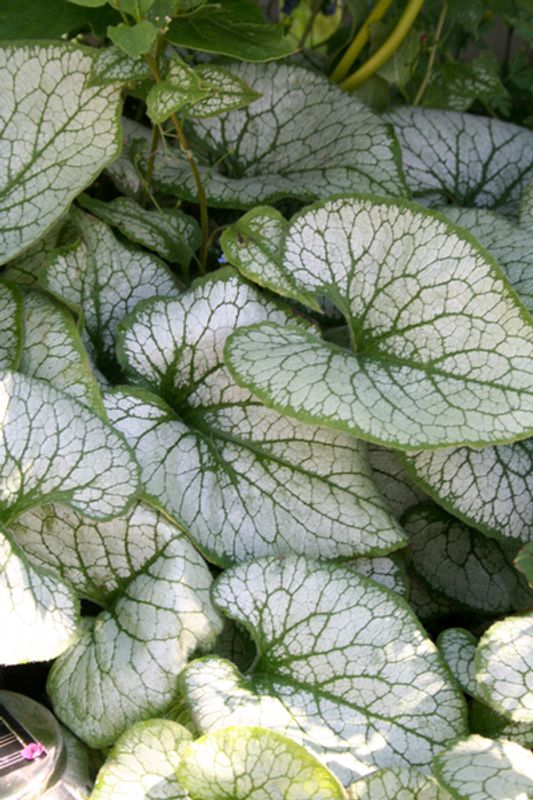 Forglemmegeisøster ’Jack Frost’ - Brunnera macrophylla