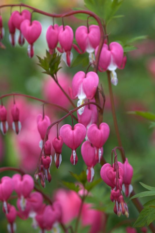 Løytnantshjerte - Lamprocapnos spectabilis