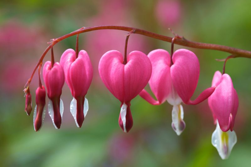 Løytnantshjerte - Lamprocapnos spectabilis