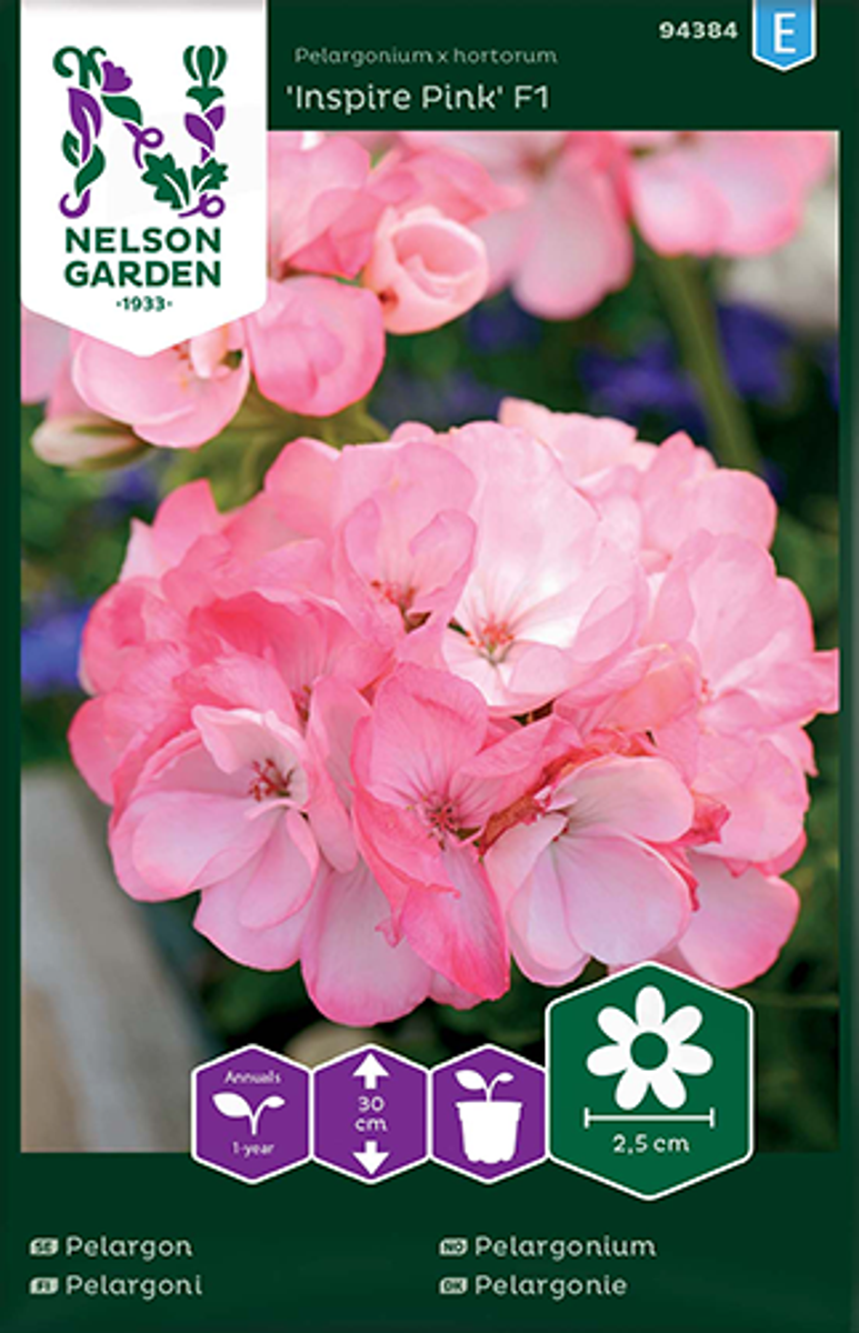 Pelargonium 'Inspire Pink' F1