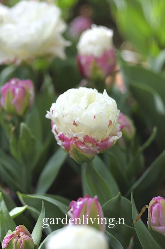 Tulipan 'Ice Cream', sen dobbel - 10 stk