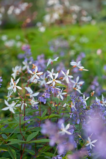 Hovedbilde Trebladgillenia - Gillenia trifoliata