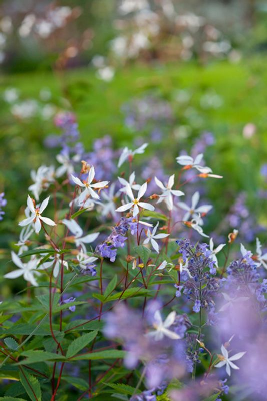 Trebladgillenia - Gillenia trifoliata