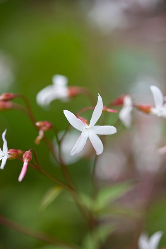 Trebladgillenia - Gillenia trifoliata