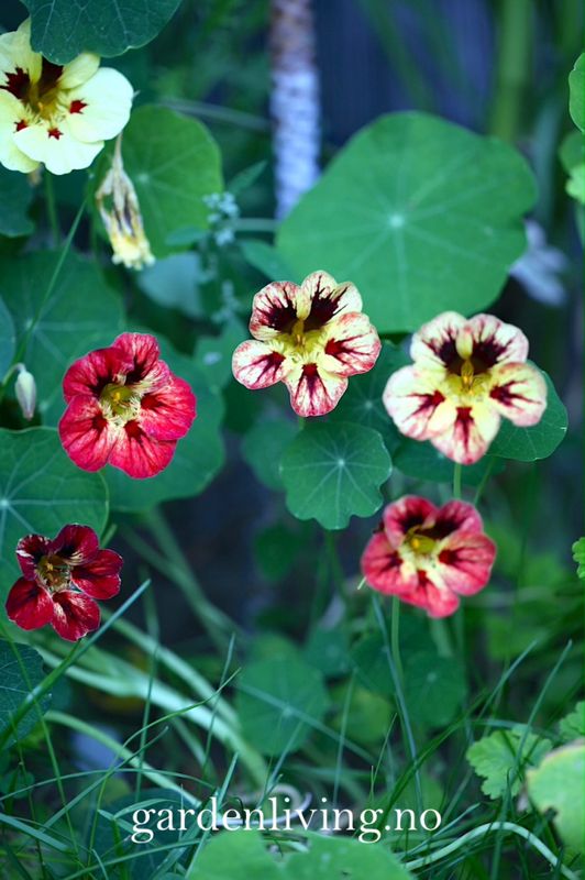 Blomkarse 'Bloody Mary' - Tropaeolum majus