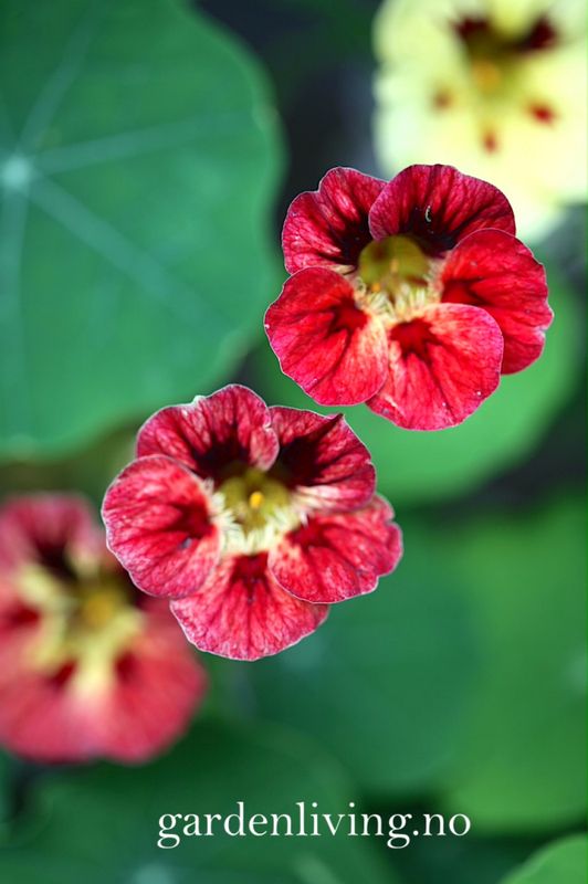 Blomkarse 'Bloody Mary' - Tropaeolum majus