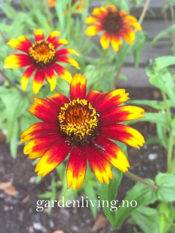 Busksinnia 'Old Mexico' - Zinnia haageana 