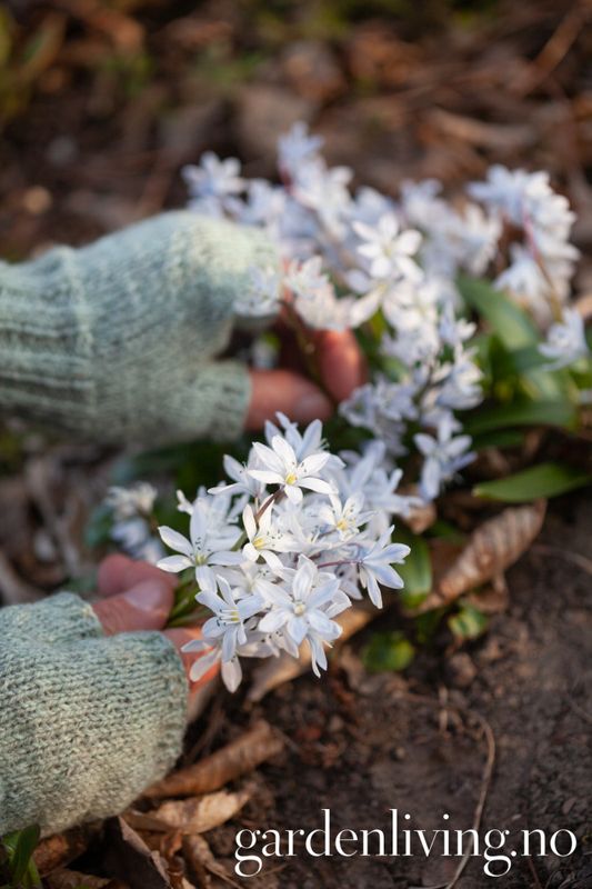 Persiablåstjerne - Scilla mischtscenkoana - 5 stk