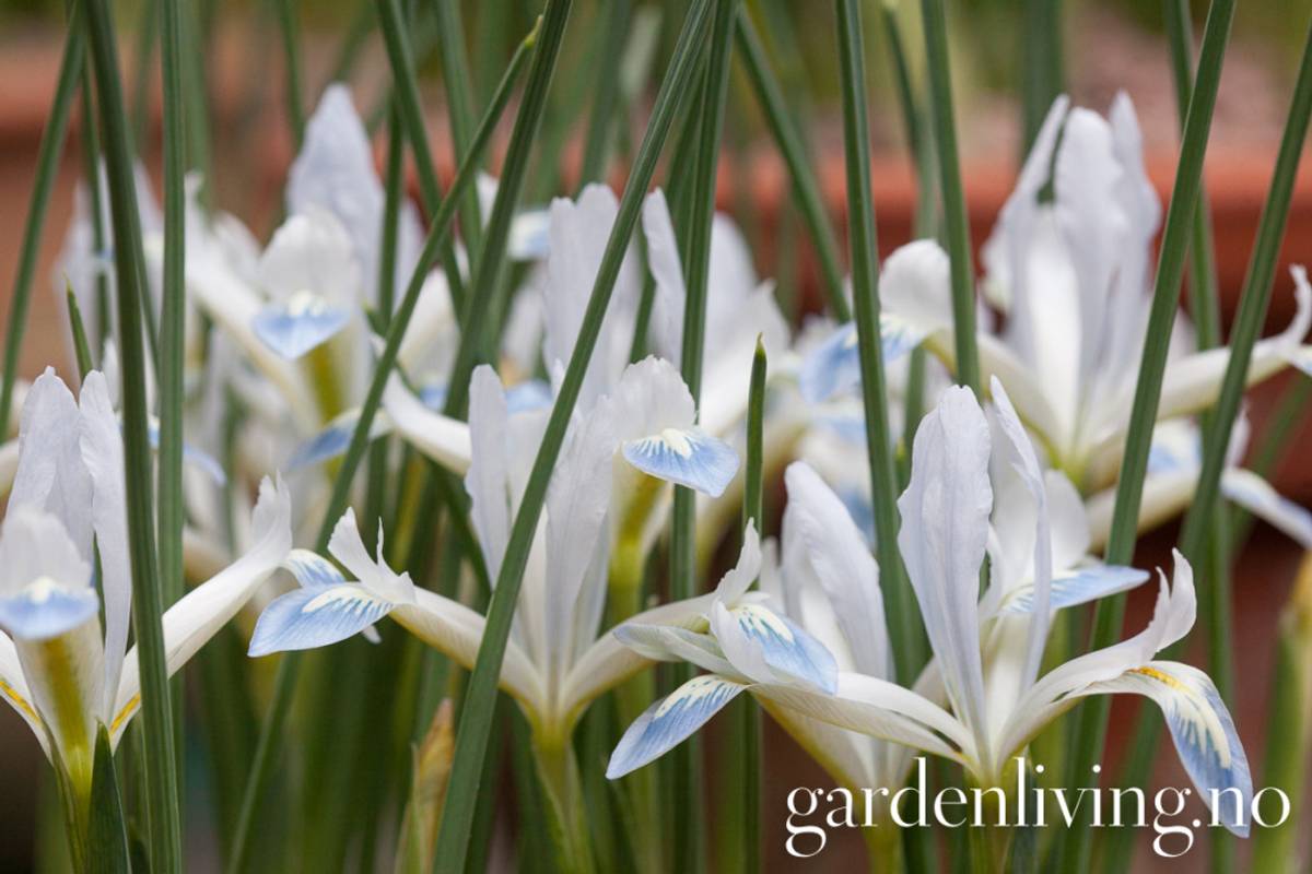 Våriris 'Frozen Planet' - Iris reticulata - 15 stk