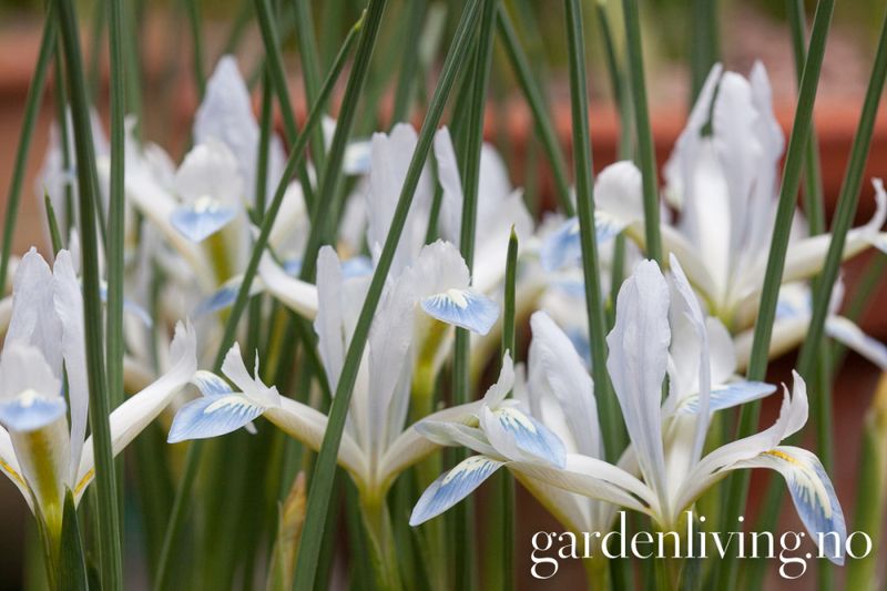 Våriris 'Frozen Planet' - Iris reticulata - 15 stk