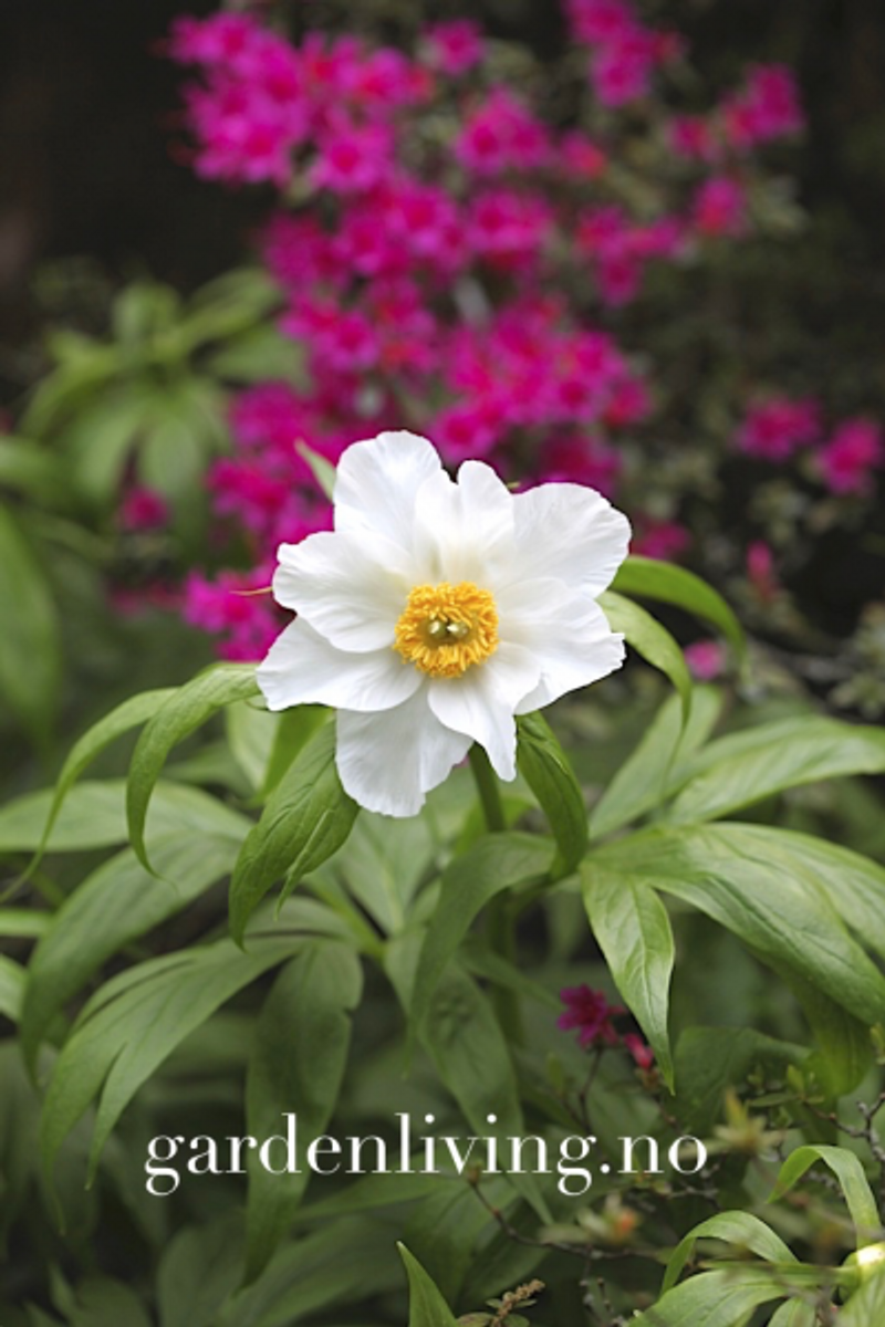 Himalayapion 'Late Windflower' - Paeonia emodi