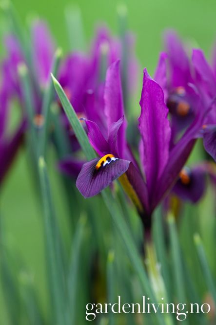Hovedbilde Våriris 'J.S. Dijt' - Iris - 12 stk 