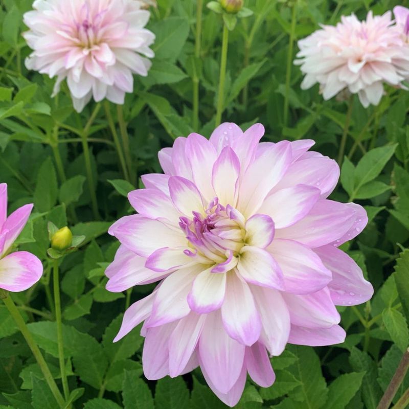 Georgine 'Mikayla Miranda’ - Dahlia x cultorum, 1 stk.