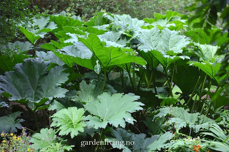 Gunnera manicata