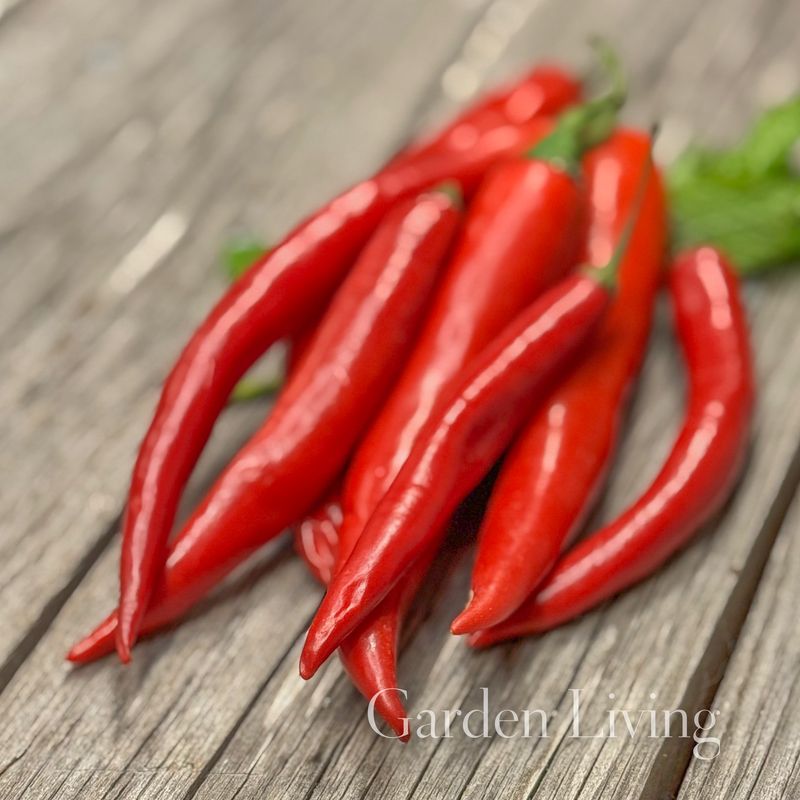 Chilipepper 'De Cayenne' - Capsicum annuum