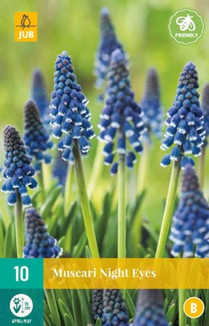 Hovedbilde Armeniaperleblomst 'Night Eyes' - Muscari armeniacum - 10 ...