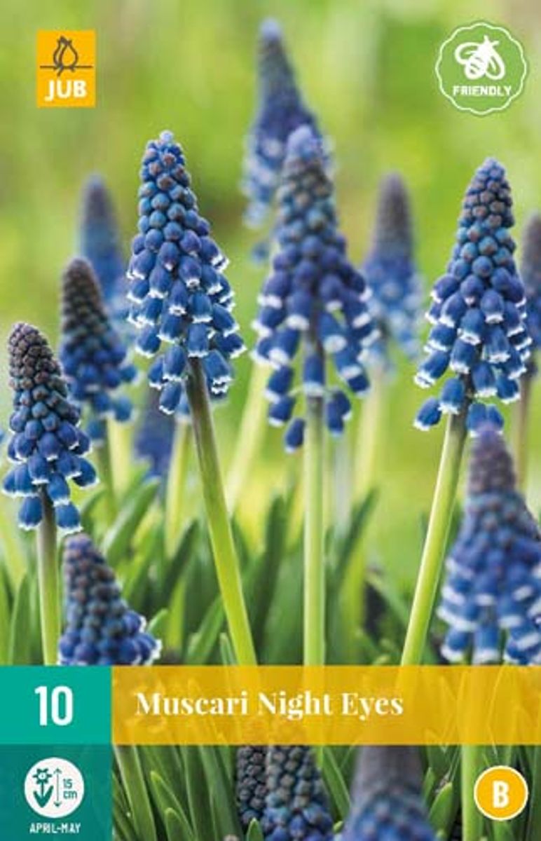 Armeniaperleblomst 'Night Eyes' - Muscari armeniacum - 10 stk