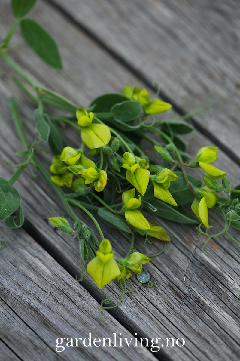 Lathyrus chloranthus