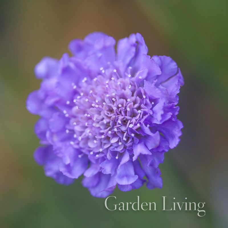 Bakkeknapp 'Butterfly Blue' - Scabiosa columbaria