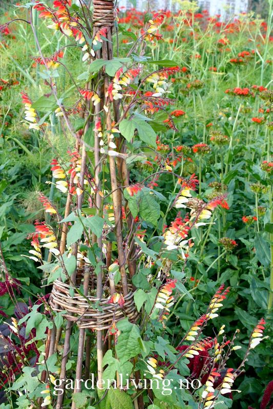 Spansk flagg - Mina lobata