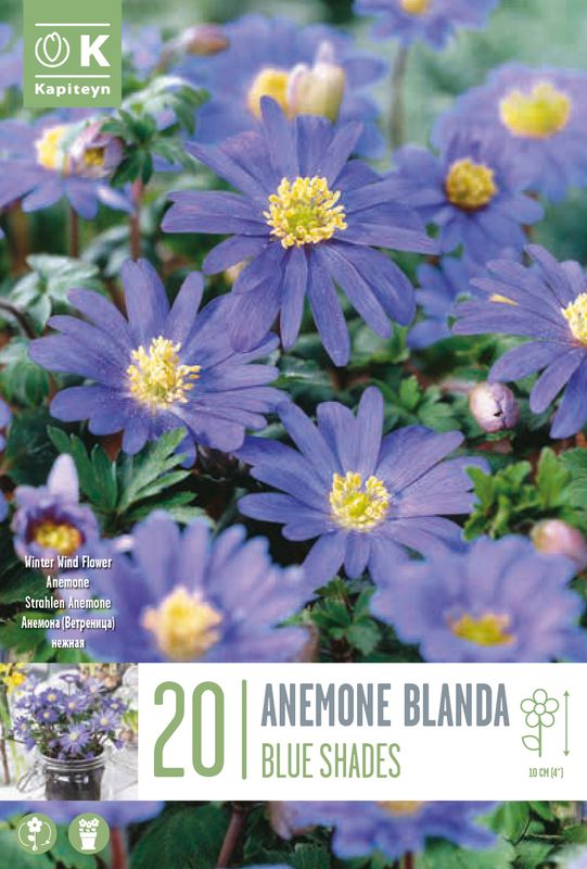 Balkansymre  'Blue Shades' - Anemone blanda - 20 stk