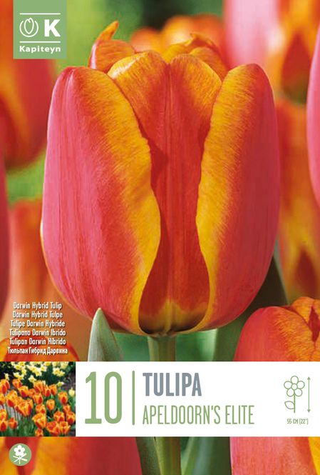 Hovedbilde Tulipan 'Apeldoorn's Elite', darwinhybrid - 10 stk