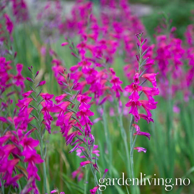 Bysantgladiol - Gladiolus byzantinus - 15 stk