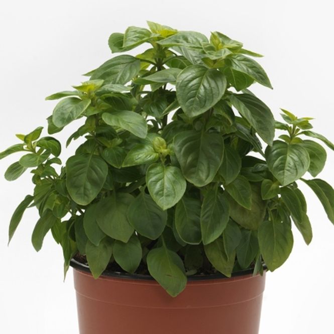 Hovedbilde Basilikum 'Everleaf Sicilian Lemon' - Ocimum americanum