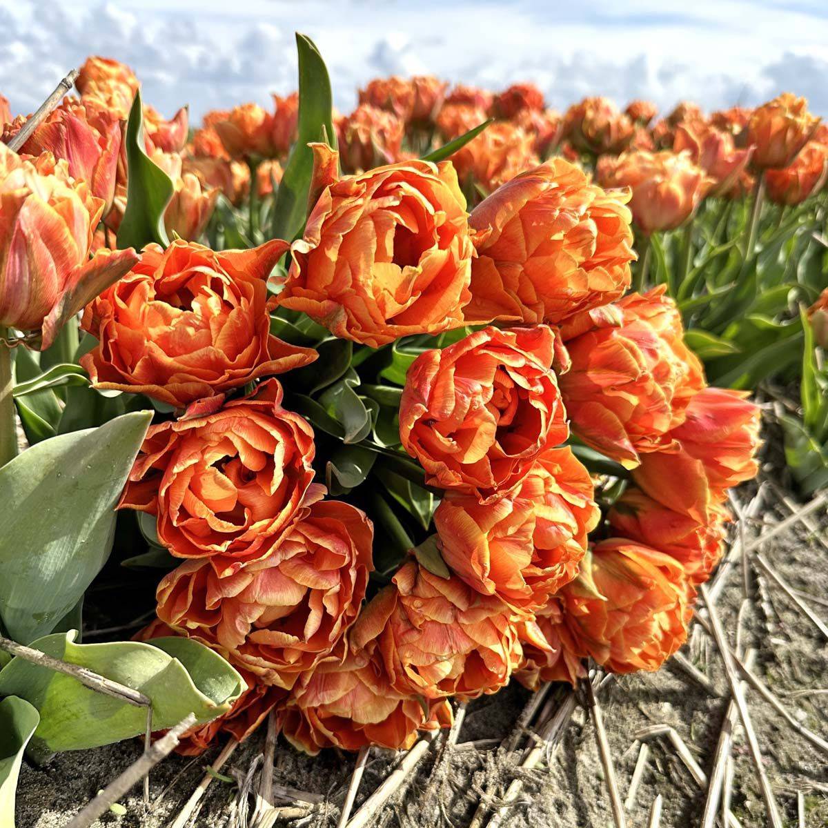 Tulipan 'Lorenzo’, tidlig dobbel - 10 stk