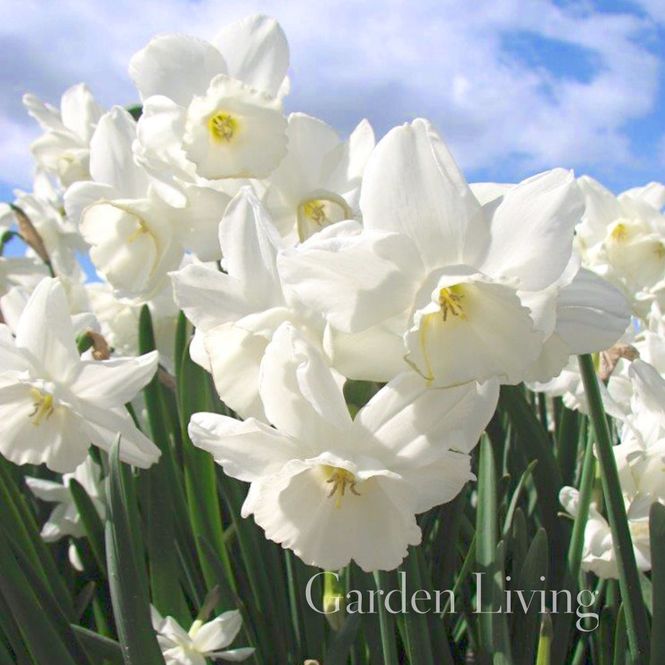 Hovedbilde Påskelilje 'Elvin's Voice' - Narcissus - 5 stk