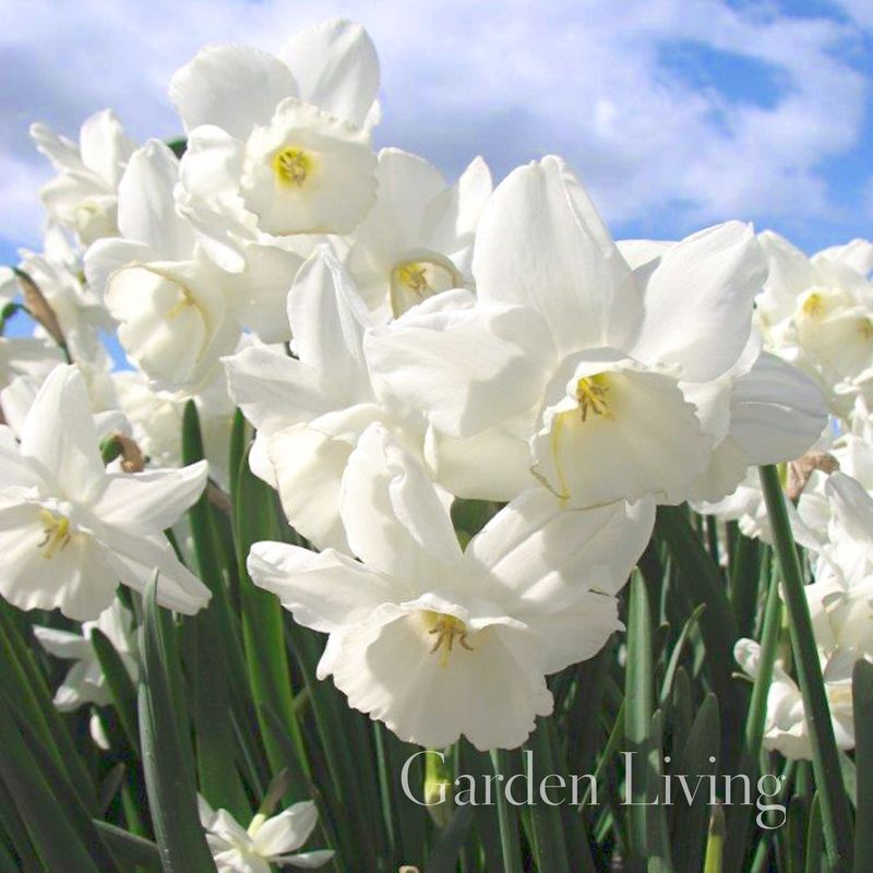 Påskelilje 'Elvin's Voice' - Narcissus - 5 stk