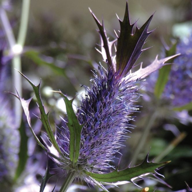 Hovedbilde Stikle 'Purple Sheen' - Eryngium leavenworthii